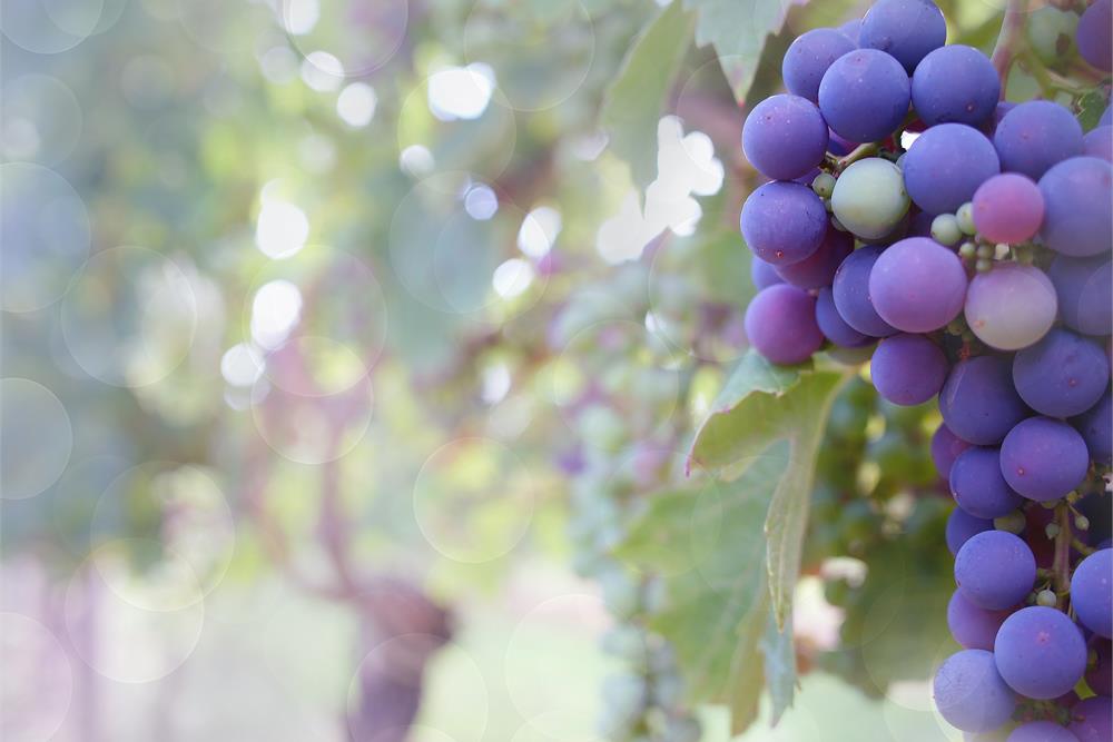 Bolgheri, vini di grande fascino e successo