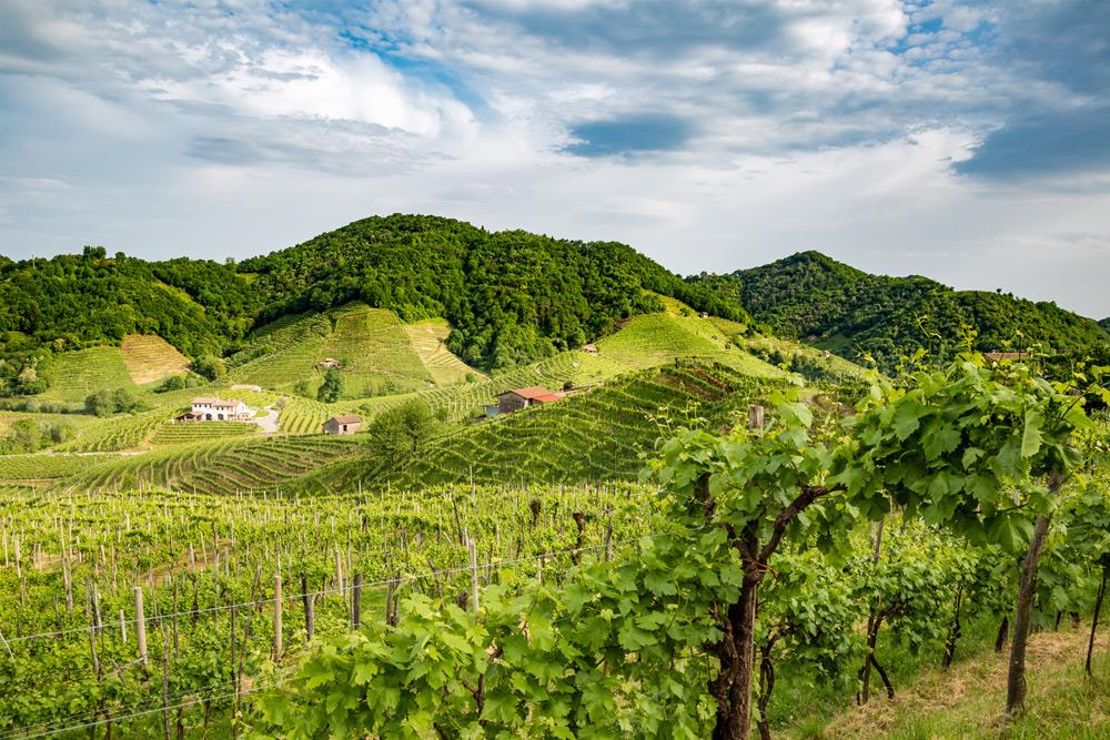 Prosecco, le sue colline sono Patrimonio dell’Umanità UNESCO