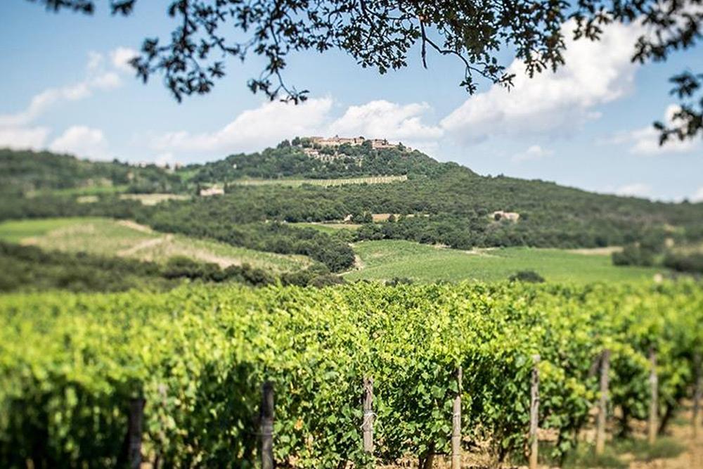 Agricola San Felice: vini, ricerca e qualità