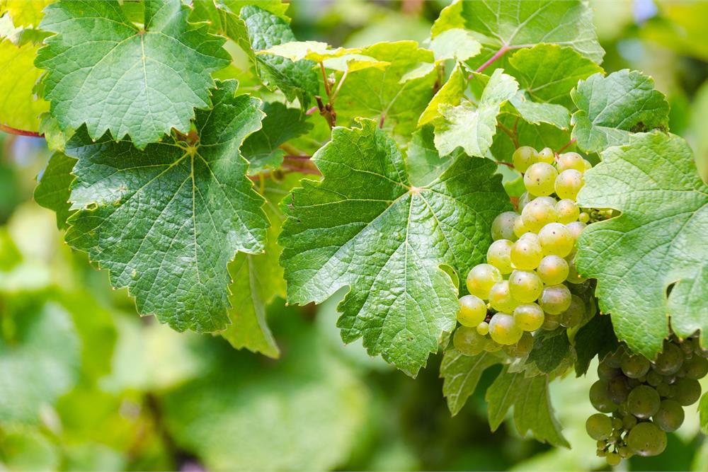 Vermentino, un vitigno dalla lunga storia